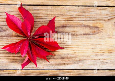 Ancienne surface en bois avec des feuilles de Parthénocissus d'automne rouges. Studio photo Banque D'Images