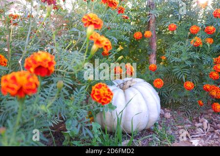 Orange Marigolds et citrouille biologique dans le jardin Banque D'Images