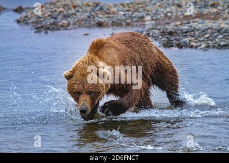 Un grizzli poisson pour le saumon en Alaska Banque D'Images