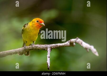 WESTERN Tanager, (Piranga ludoviciana), Capulin Spring, Sandia Mountains, Nouveau-Mexique, États-Unis. Banque D'Images