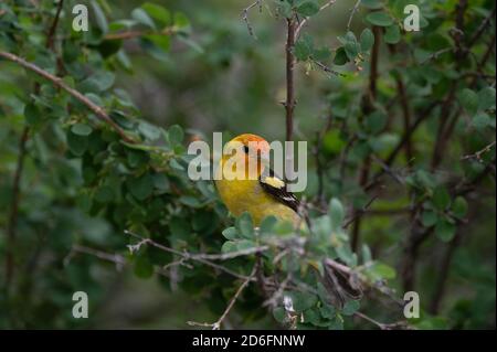 WESTERN Tanager, (Piranga ludoviciana), Capulin Spring, Sandia Mountains, Nouveau-Mexique, États-Unis. Banque D'Images