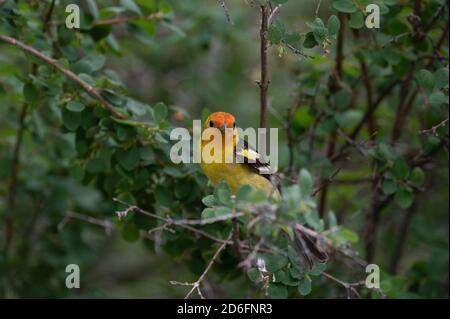 WESTERN Tanager, (Piranga ludoviciana), Capulin Spring, Sandia Mountains, Nouveau-Mexique, États-Unis. Banque D'Images