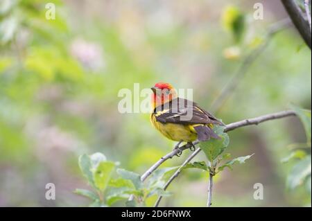 WESTERN Tanager, (Piranga ludoviciana), Capulin Spring, Sandia Mountains, Nouveau-Mexique, États-Unis. Banque D'Images