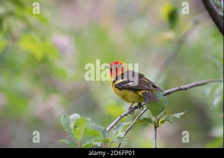 WESTERN Tanager, (Piranga ludoviciana), Capulin Spring, Sandia Mountains, Nouveau-Mexique, États-Unis. Banque D'Images