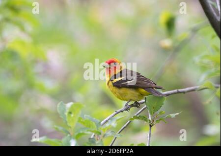 WESTERN Tanager, (Piranga ludoviciana), Capulin Spring, Sandia Mountains, Nouveau-Mexique, États-Unis. Banque D'Images