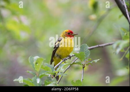 WESTERN Tanager, (Piranga ludoviciana), Capulin Spring, Sandia Mountains, Nouveau-Mexique, États-Unis. Banque D'Images