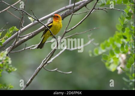 WESTERN Tanager, (Piranga ludoviciana), Capulin Spring, Sandia Mountains, Nouveau-Mexique, États-Unis. Banque D'Images