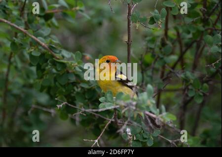 WESTERN Tanager, (Piranga ludoviciana), Capulin Spring, Sandia Mountains, Nouveau-Mexique, États-Unis. Banque D'Images