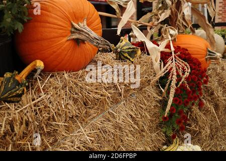 Les citrouilles, les gourdes et les tiges séchées de maïs sont placées avec des fleurs sur des balles de paille dans un écran de récolte d'automne. Banque D'Images