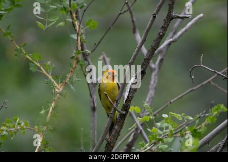 WESTERN Tanager, (Piranga ludoviciana), Capulin Spring, Sandia Mountains, Nouveau-Mexique, États-Unis. Banque D'Images