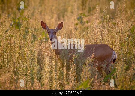 Rocky Mountain Mule Deer (Odocoileus hemionus), doe. Réserve naturelle nationale Bosque del Apache, Nouveau-Mexique, États-Unis. Banque D'Images