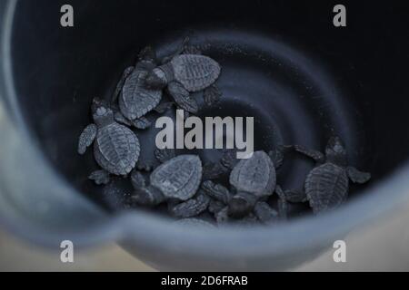 Tortues de mer nouvellement éclos dans un seau, prêt à être libéré dans la mer. Banque D'Images