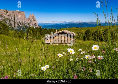 Campagne agricole vallonnée avec des pâturages verdoyants et une maison en bois à Seiser Alm, Alpe di Siusi, la montagne Schlern, Sciliar, dans le dis Banque D'Images