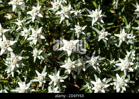 Fleurs d'edelweiss (Leontopodium nivale). Banque D'Images