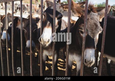 l'âne a collé son visage à travers les barres de la ferme Banque D'Images