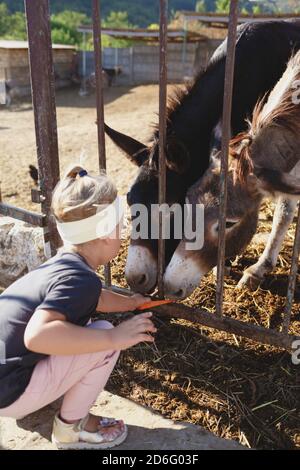 l'âne a collé son visage à travers les barres de la ferme Banque D'Images