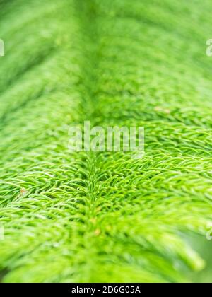 Texture de fond avec le feuillage de l'Araucaria heterophylla ou de la plante de pin de norfolk. Banque D'Images