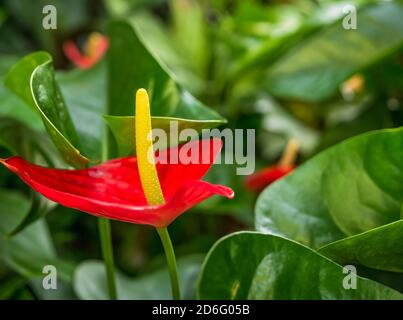 Magnifique Anthurium andraeanum rouge de fleur de flamants roses avec un arrière-plan flou. Banque D'Images