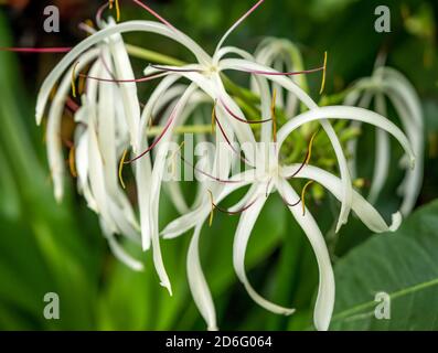 Hymenocallis caribaea également connu sous le nom de Caribbean Spider-Lily sur fond vert flou. Mise au point sélective. Banque D'Images