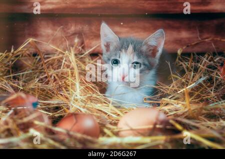 petit chaton gris le matin dans le coop de poulet sur la ferme de près Banque D'Images