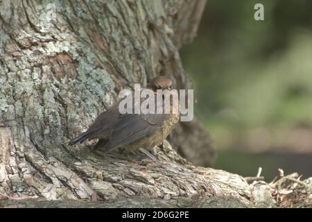 Les oiseaux dans le parc Banque D'Images