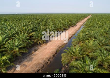 Vue aérienne de la plantation d'huile de palme avec la route Banque D'Images