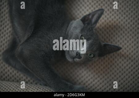 Mignon petit chaton domestique gris Banque D'Images