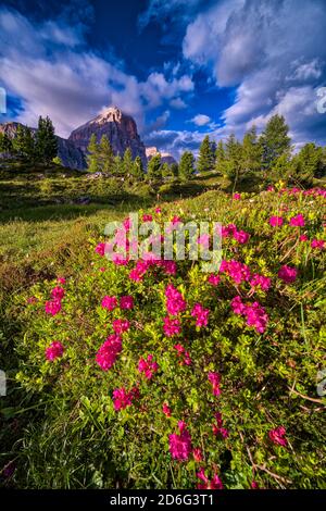 Un buisson de la fleur alpenrose, neige-rose, ou feuilles rouillées alpenrose (Rhododendron ferrugineum), la formation rocheuse Tofane au loin Banque D'Images