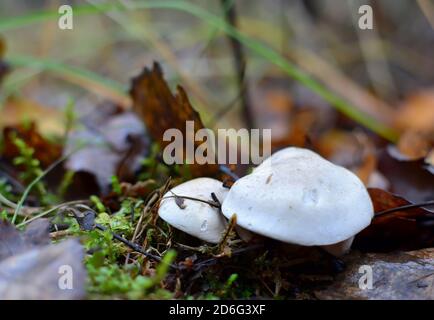 Mortelle moisissure toxique dangereux pour la santé humaine et de la vie. L'humidité de la forêt après la pluie sur les feuilles mortes sur le terrain dans la forêt Banque D'Images