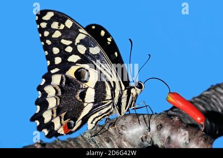 Un papillon à queue rouge d'agrumes coloré (Papilio demodocus) se nourrissant d'une fleur, en Afrique du Sud Banque D'Images