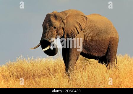 Grand éléphant d'Afrique (Loxodonta africana) dans les prairies, parc national de Matusadona, Zimbabwe Banque D'Images