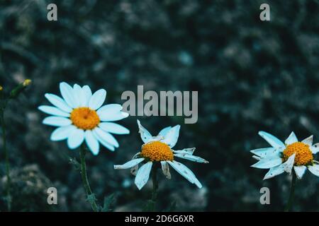 Gros plan de deux fleurs blanches brisées de leucanthemum vulgare à un autre en bon état Banque D'Images