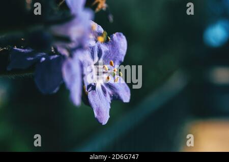 Détail des étamines d'une fleur pourpre de polemonium caeruleum illuminé par la lumière du soleil Banque D'Images