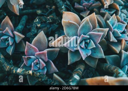 Gros plan d'une paire de fleurs charnues de graptopetalum paraguayense dans la nature Banque D'Images
