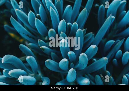 Gros plan d'une plante de kleinia mandraliscae bleue prise d'en haut dans la nature Banque D'Images