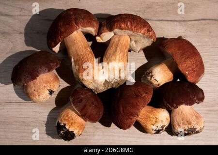 Une pile de champignons de la forêt noble boletus et de calotte rouge boletus couché sur une planche en bois Banque D'Images