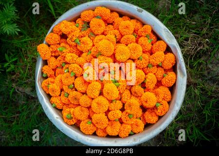 Les fleurs Marigold sont recueillies dans le jardin et stockées dans un contenant en argent. Banque D'Images