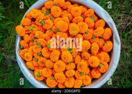 Les fleurs Marigold sont recueillies dans le jardin et stockées dans un contenant en argent. Banque D'Images