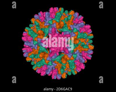 Capside du virus de l'hépatite B humaine, modèle de surface 3D isolé, fond noir. Différentes couleurs correspondent à différentes chaînes de la protéine capside. Banque D'Images