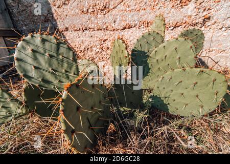 Poire pirickly cactus sauvage d'opuncia croissant dans une colline rocheuse. Vieux cactus. Photos sur le thème de l'été et du printemps. Cactus du désert. Banque D'Images