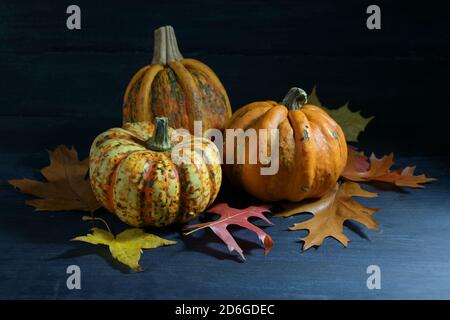 Citrouilles ou courbets alimentaires et feuilles d'automne colorées sur fond en bois bleu foncé, arrangement saisonnier pour Halloween et Thanksgiving, espace de copie, Banque D'Images