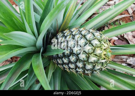 Ananas fruit tropical croissant dans une plantation Banque D'Images