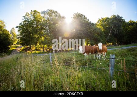 Deux vaches debout dans le pâturage derrière la clôture en été. Banque D'Images