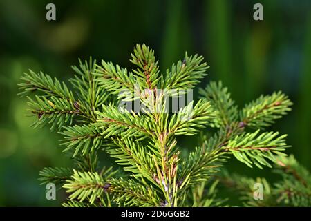 Branches de sapin sur fond vert flou Banque D'Images