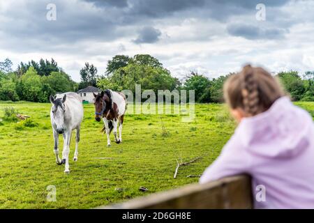 Jeune, blanc caucasien, fille observant les chevaux sur le terrain ou la ferme à la lumière du soleil, Dublin, Irlande Banque D'Images