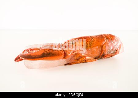 Délicieux homard fraîchement cuit à la vapeur Banque D'Images
