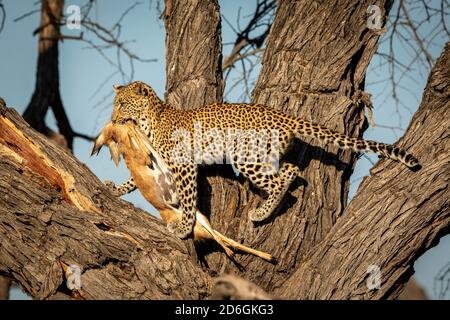 Léopard dans un arbre portant une antilope morte dans l'après-midi chaud Lumière du soleil dans le delta de l'Okavango de la rivière Khwai au Botswana Banque D'Images