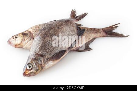 Couvre-oreillers de rivière communs isolés sur fond blanc. Poissons d'eau douce Banque D'Images