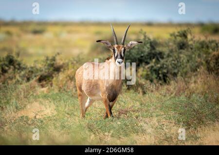 Antilope Roan en état d'alerte dans le Bush vert de Savuti Réserve au Botswana Banque D'Images