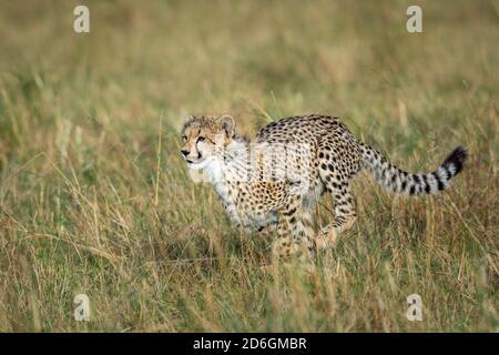 Jeune guépard cub tournant rapidement dans les plaines vertes de Masai Mara au Kenya Banque D'Images